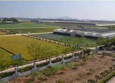 棉花缺硼了怎么辦？棉花缺硼的癥狀及施肥技術(shù)！